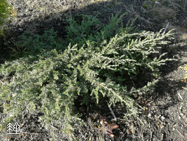Juniperus communis   'Repanda'